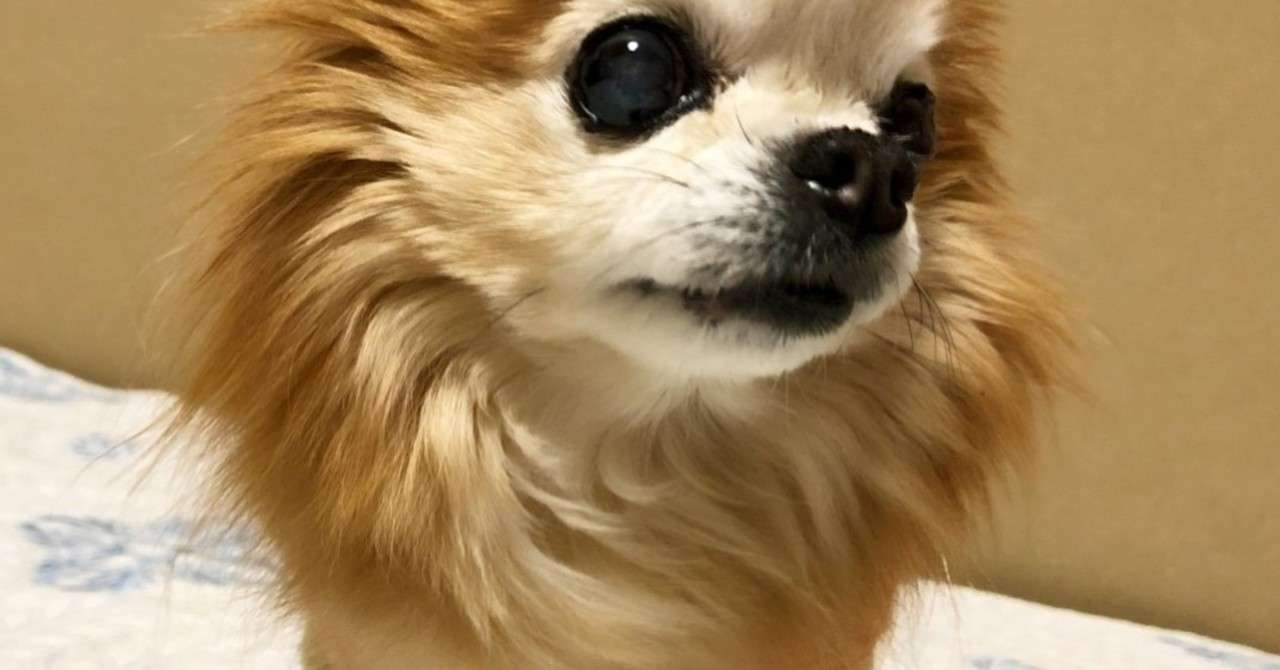 チワワに多い 水頭症 について 動物の先生 Note