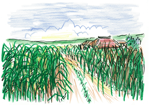 サトウキビ畑
