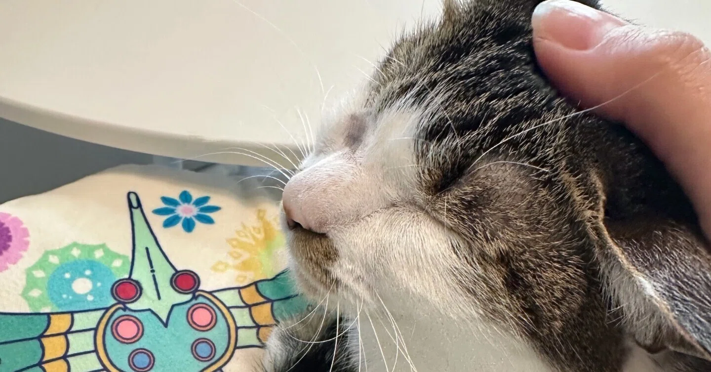 我が家の片目保護ねこちゃんのねこみ2、3回目のバースデ〜〜ᵔᢦᵔ
