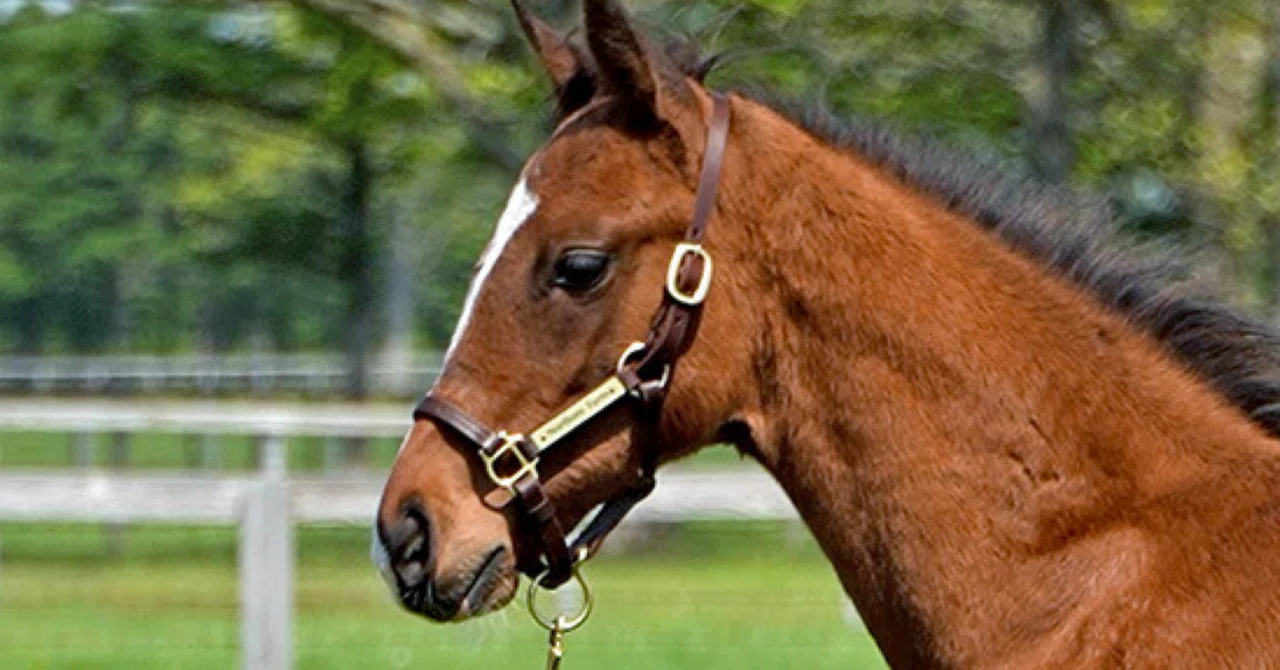 一口馬主?にも】ラヴズオンリーユー2025総合評価【DMMバヌーシー 