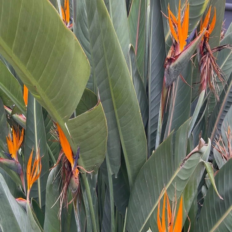 極楽鳥花｜かんのカノン
