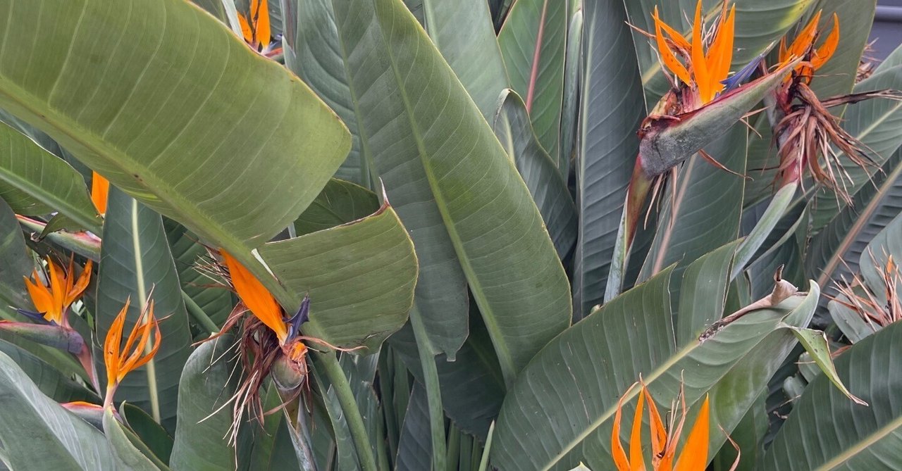 極楽鳥花｜かんのカノン