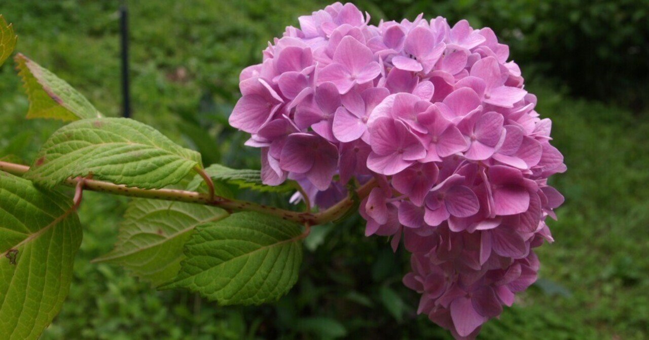 『弾む紫陽花』 紫陽花2025|吉本 俊二