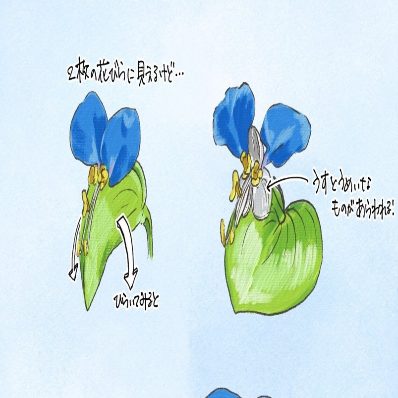 ツユクサの3枚目の花びら｜くますけ｜自然ガイド・クリエイター