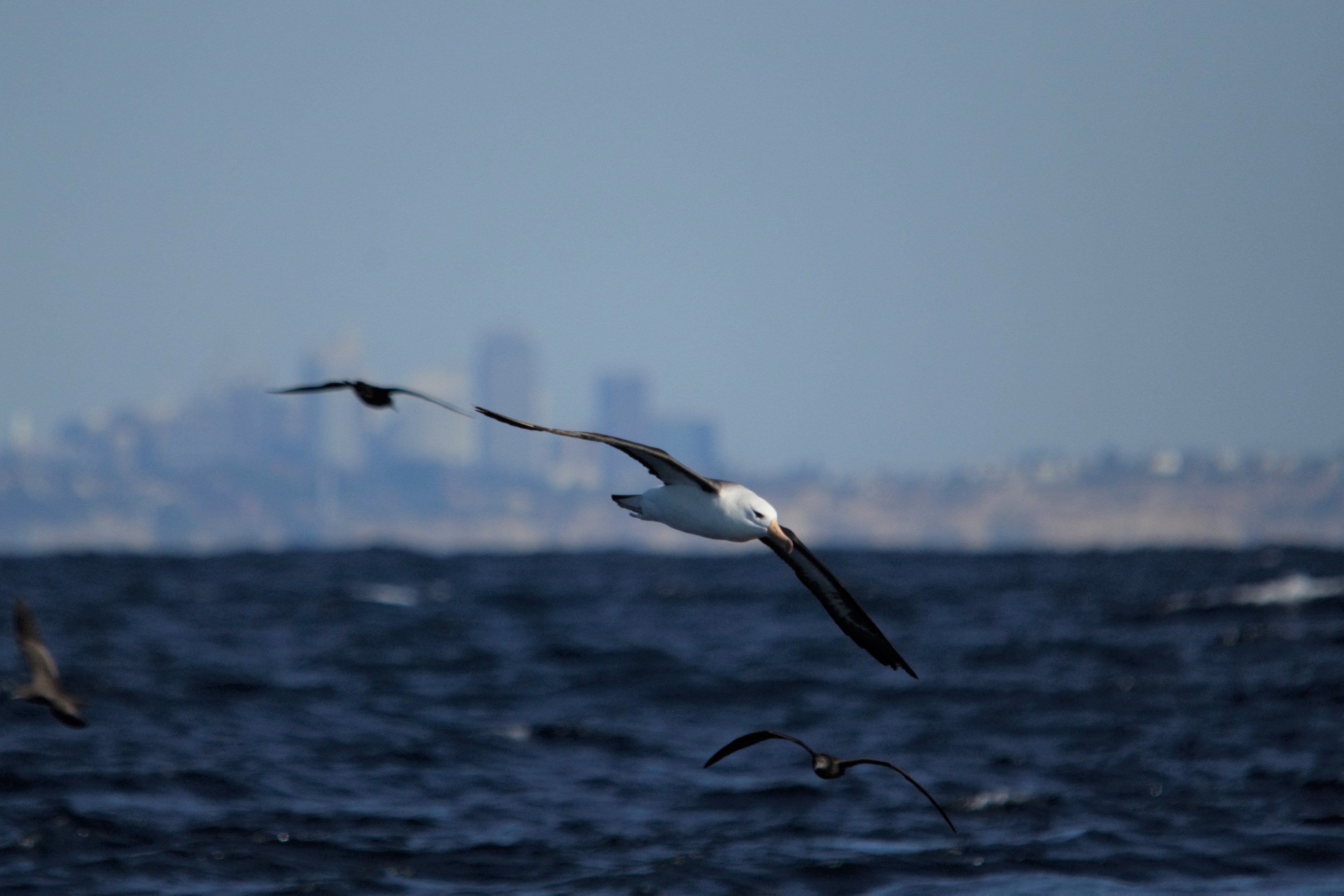 海外で海鳥を見るようになったきっかけ のいまん Note
