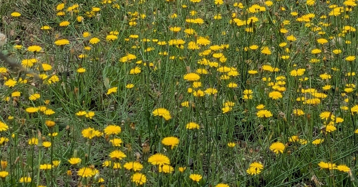 たんぽぽ？ いえ、要注意な「ブタナ」です。｜水上伊織