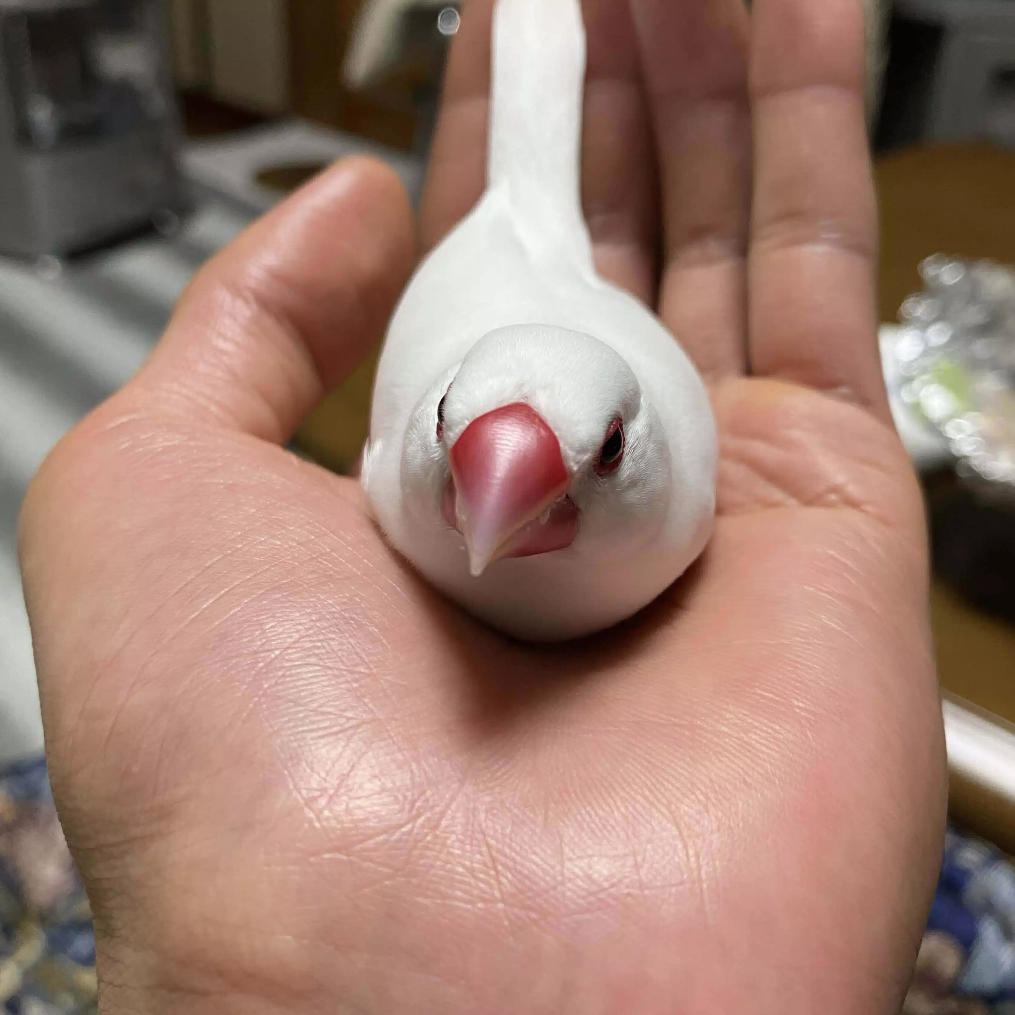 お寿司2個分🎈