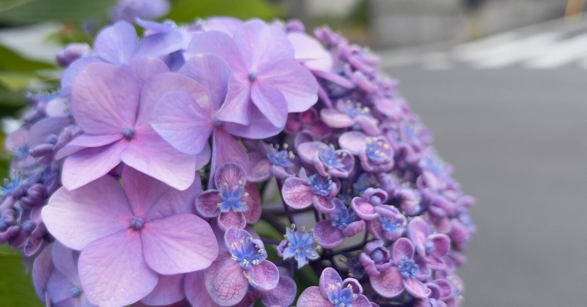 紫陽花( 2022年作) 紫陽花 2025.6.13 神戸市のシンボルフラワー