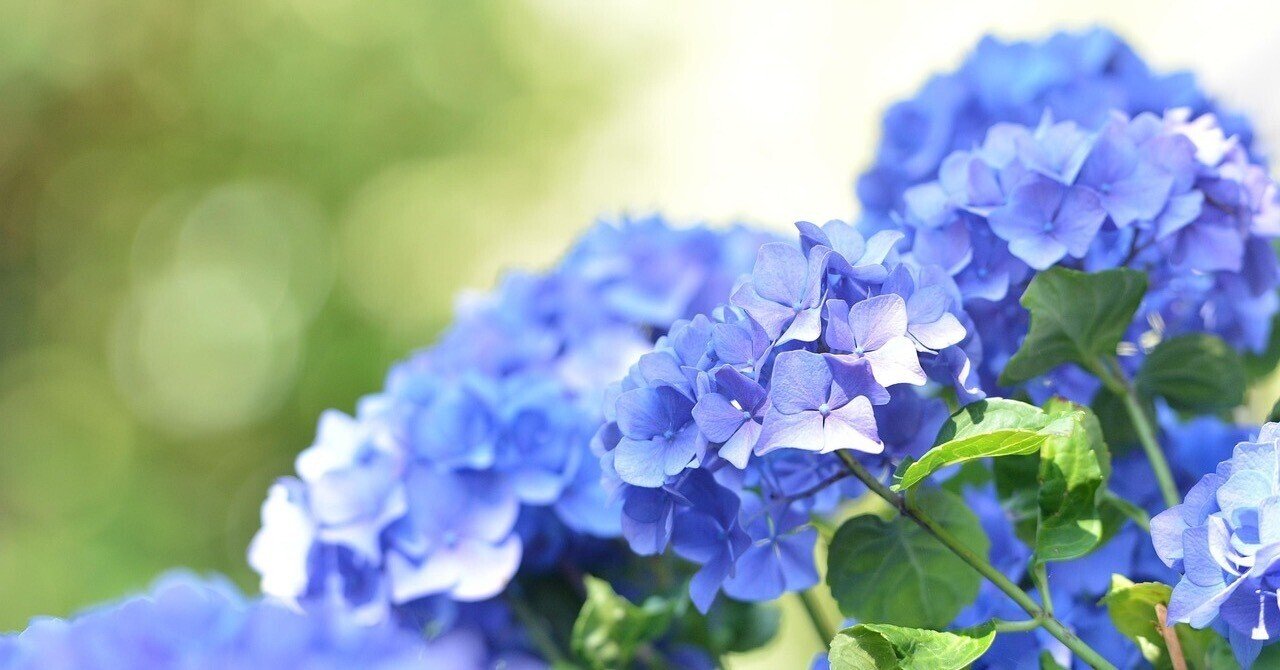 紫陽花 Yahoo!オークション - m紫陽花花苗 小苗 来期用アジサイ花色不明