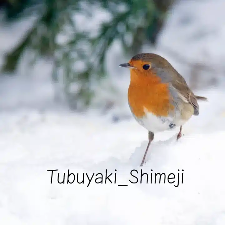 やっとみつけた幸せの小さな種ー言葉の光と祈りの詩
