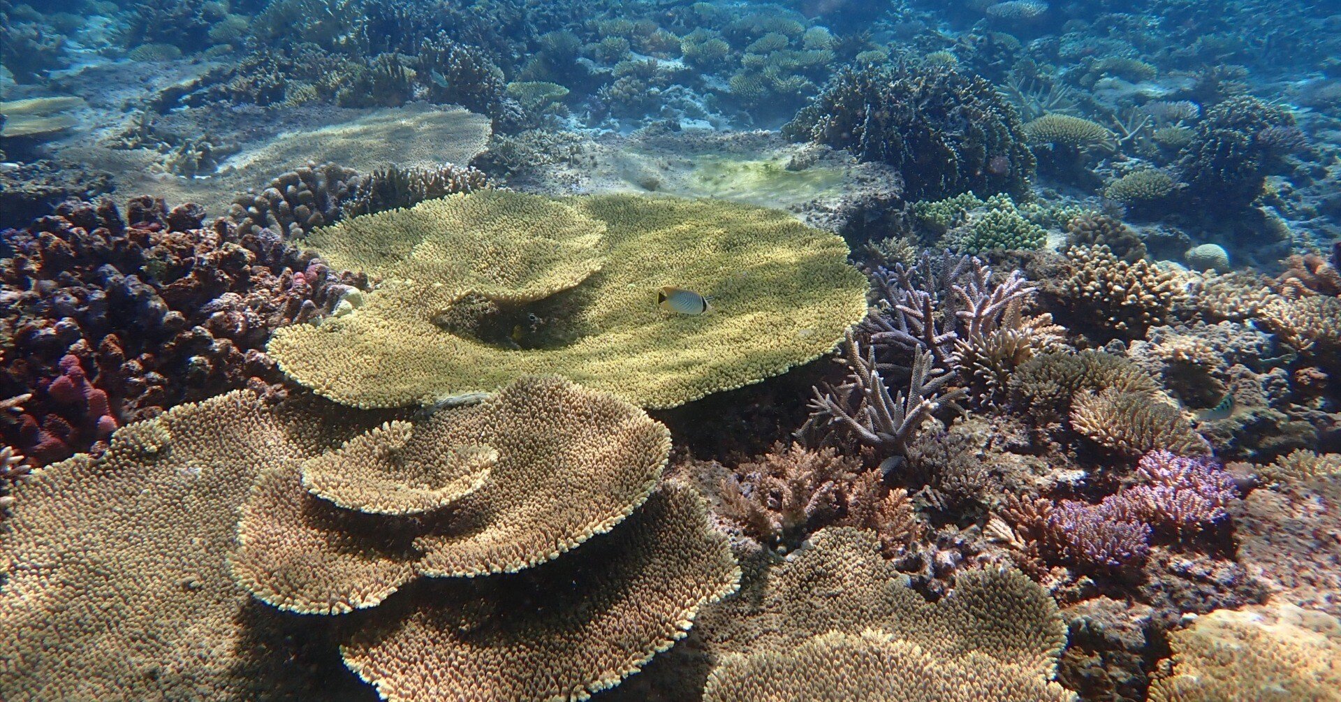 2025年6月9日は「コーラルトライアングルデー」🪸！サンゴのホット