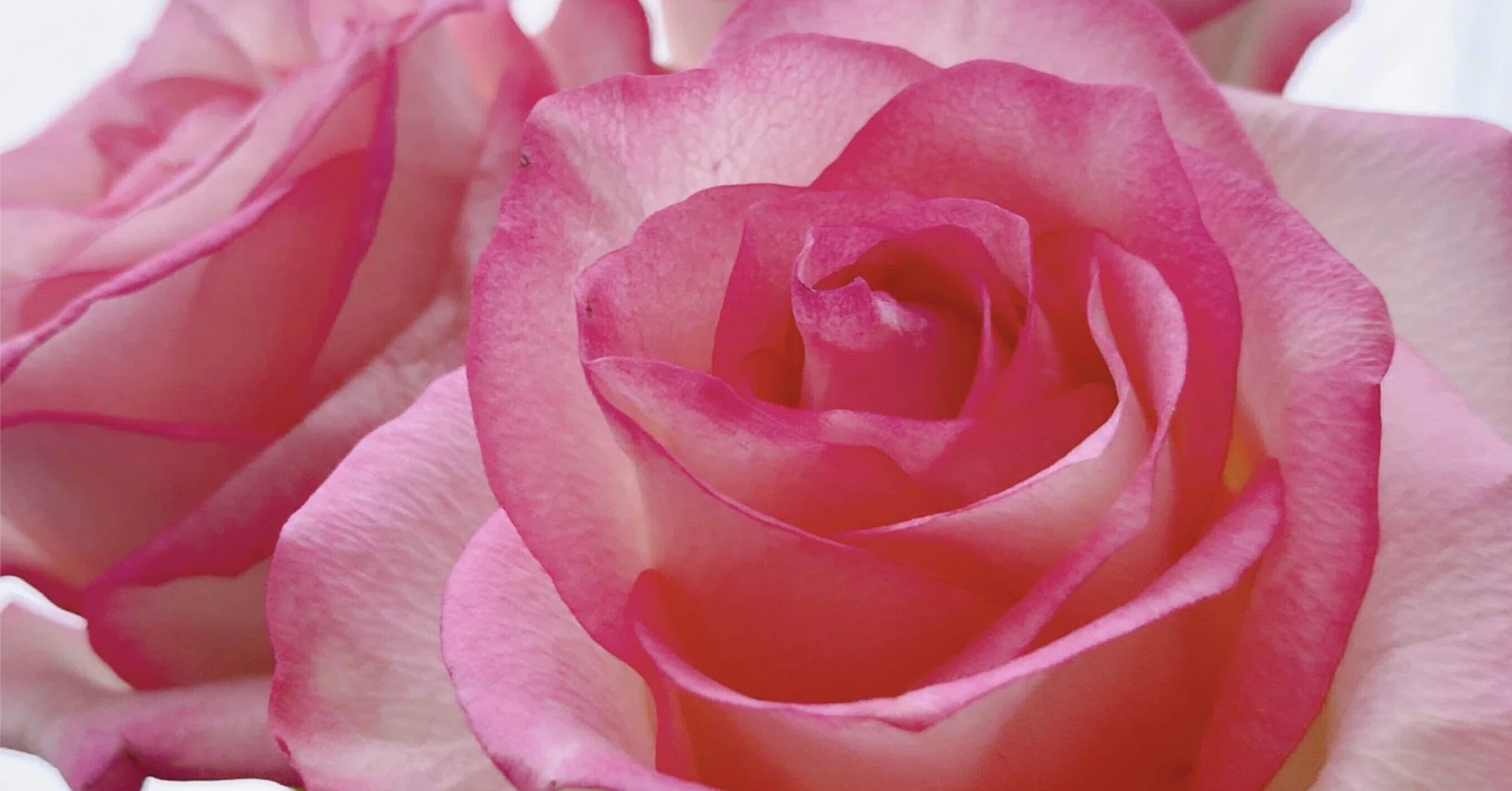 デザイン アート　ピンクの薔薇　切り絵　美　内なる宇宙　潜在意識 妖艶なる静 伊藤若冲 薔薇小禽図をめぐってーーA Strange and