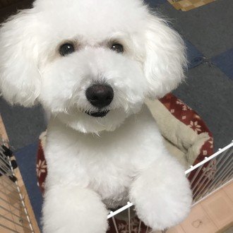 モップみたいな犬 Note モップみたいな犬 Note