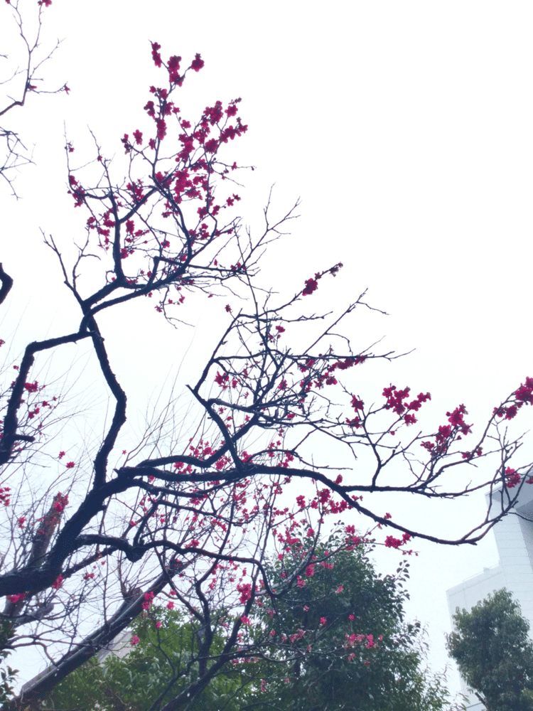 梅の花。晴れていればもっと映えたのだけど、こればかりは仕方ないなぁ。