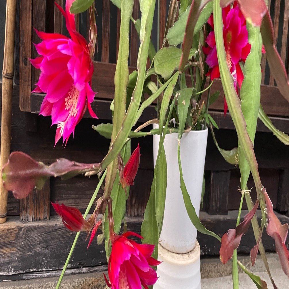 メル85316　クジャクサボテン　紅心　発根済み メル85316様専用 クジャクサボテン 紅心 発根済み