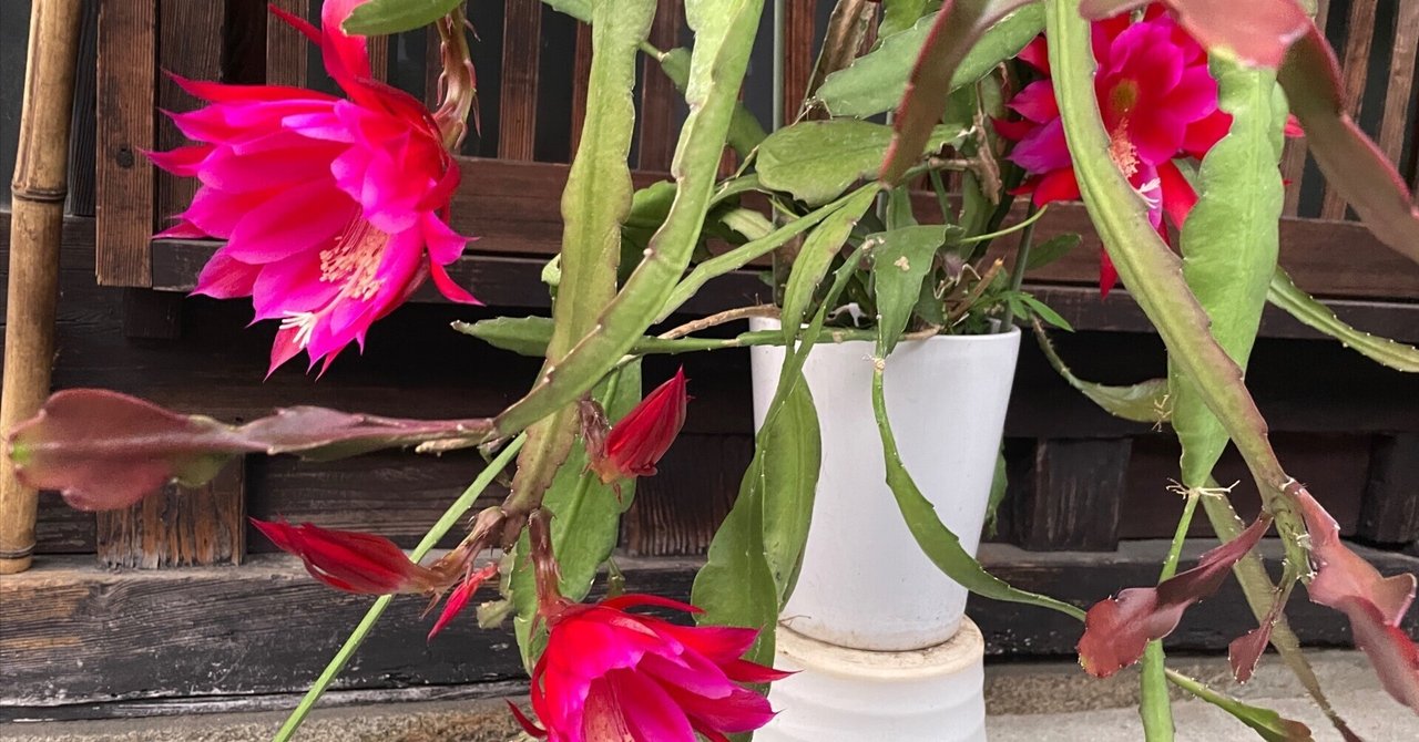 そろそろ終了　赤いクジャクサボテン苗　大株！入手困難 000000012825_pVOuaMb.jpg