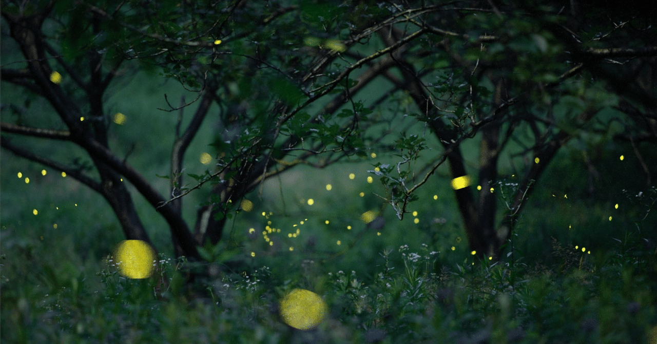 腐草為蛍──夏夜を彩る、草と蛍の幻想譚 6/12｜星遊び