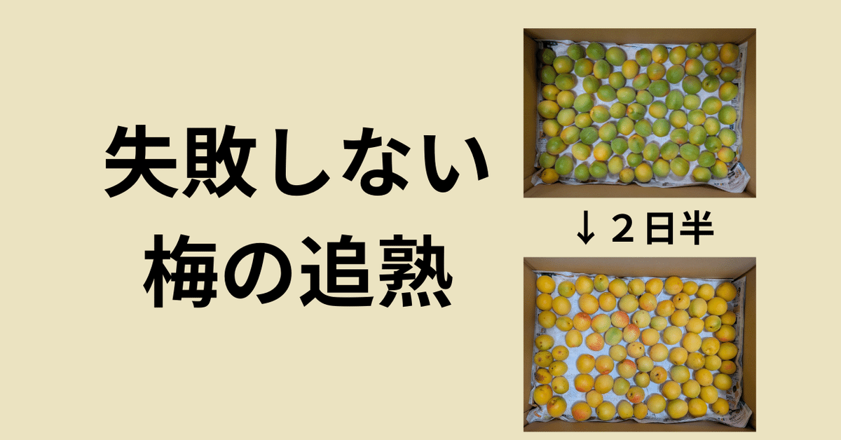 【人気急上昇】 失敗しない梅の追熟｜萩 果物