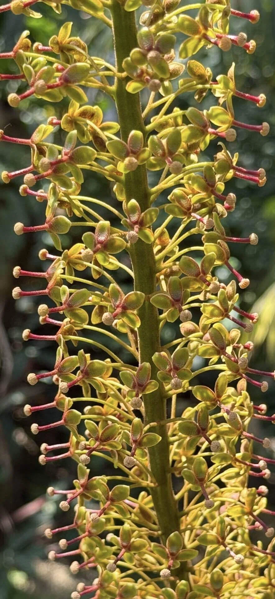 ネペンテス トランカタx ペルタタ 高く聳え立つ立派な総状花序｜EGGSEED