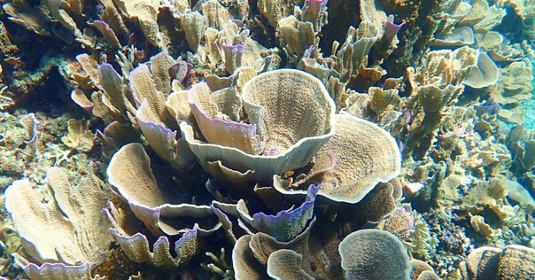 サンゴ礁のサンゴと、宝石のサンゴ｜シーフォース株式会社