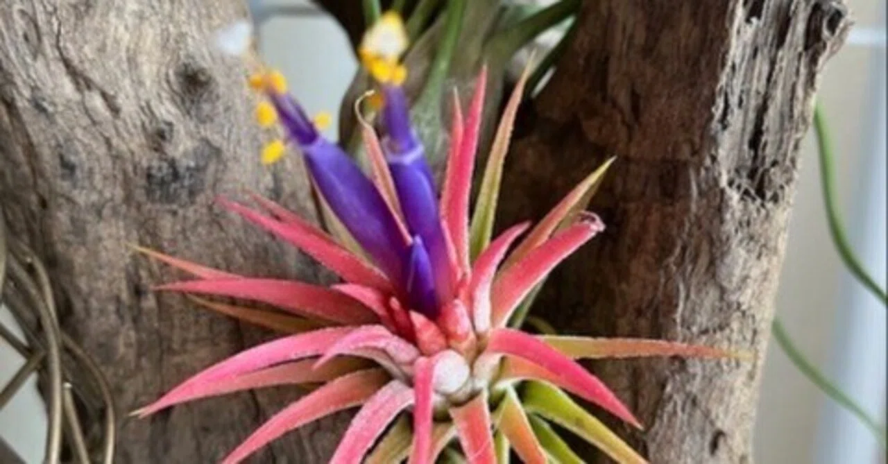 ティランジア・イオナンタが開花！｜風花（ふうか）