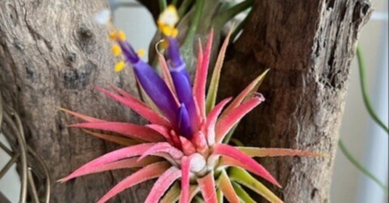 ティランジア・イオナンタが開花！｜風花（ふうか）