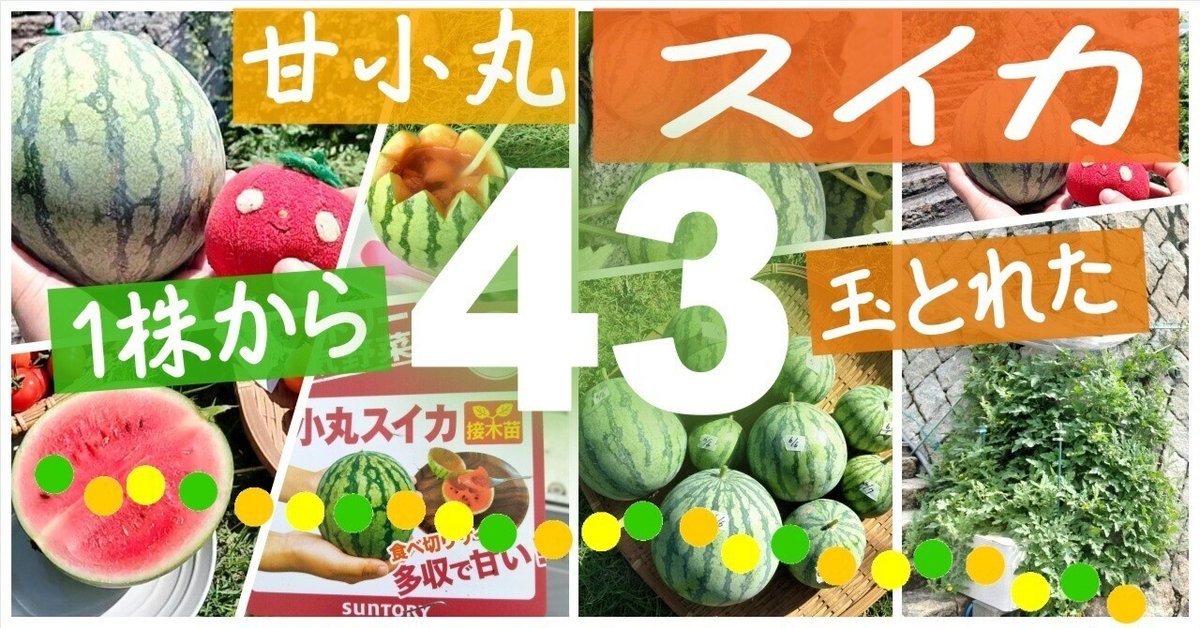 スイカサマーページ 🍉甘小丸スイカを1株から43玉収穫！ホームハイポニカSarah＋