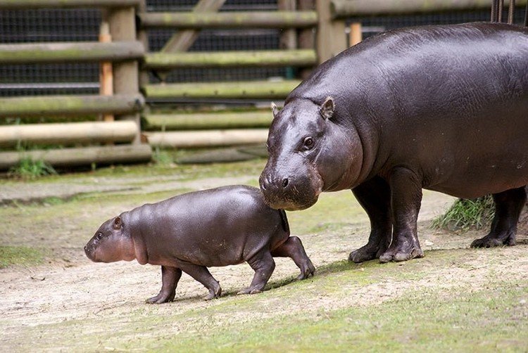 コビトカバ の新着タグ記事一覧 Note つくる つながる とどける