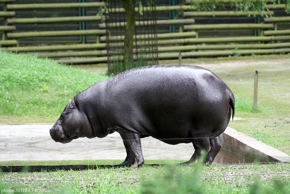 クラクフ動物園のコビトカバ 芝田文乃 Note