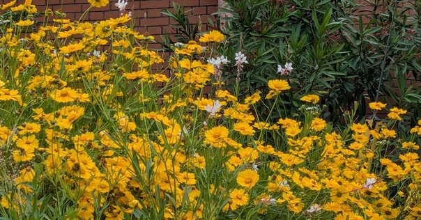 きれいな花には毒がある（ナガミヒナゲシ）｜あつこ (64