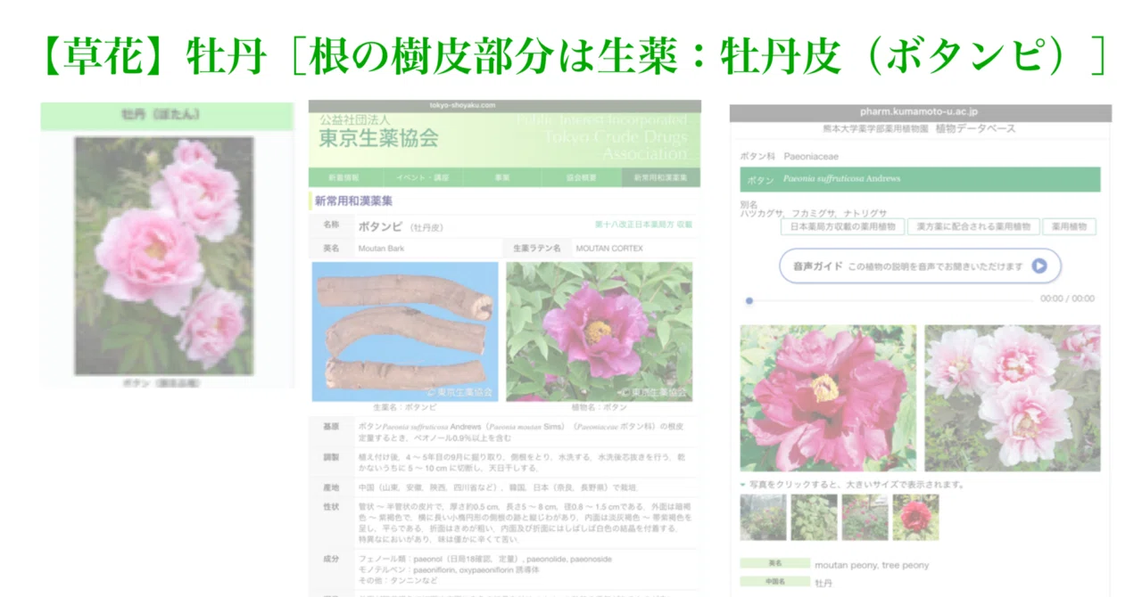 草花】牡丹［根の樹皮部分は生薬：牡丹皮（ボタンピ）］｜200im