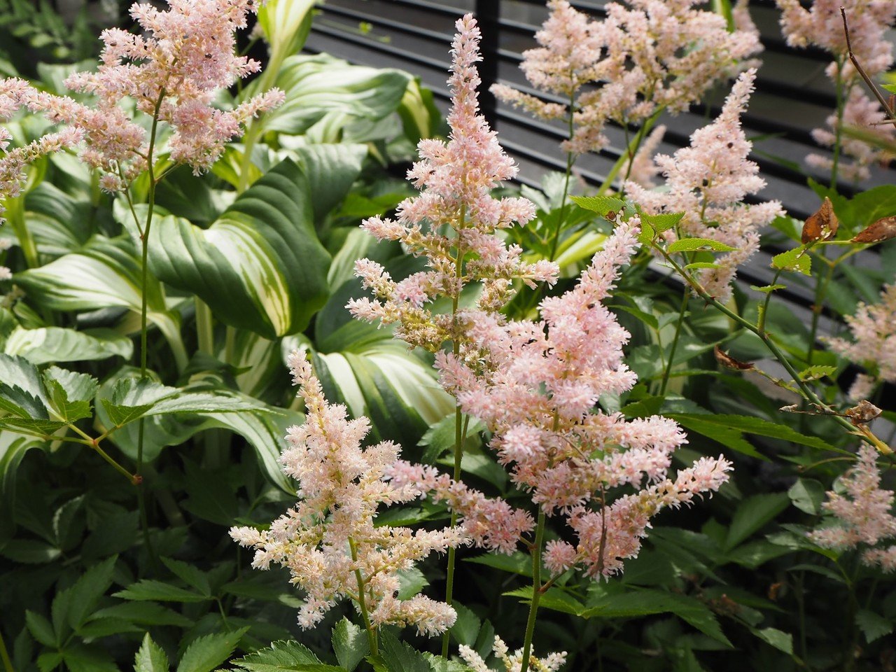 地味なのに愛される花 アスチルベ の名前の秘密に迫る らいむ Note 地味なのに愛される花 アスチルベ の名前の秘密に迫る らいむ Note