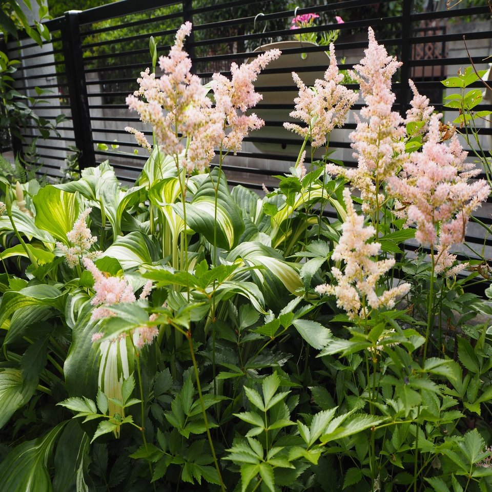 地味なのに愛される花 アスチルベ の名前の秘密に迫る らいむ Note