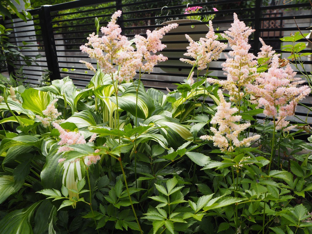 地味なのに愛される花 アスチルベ の名前の秘密に迫る らいむ Note 地味なのに愛される花 アスチルベ の名前の秘密に迫る らいむ Note