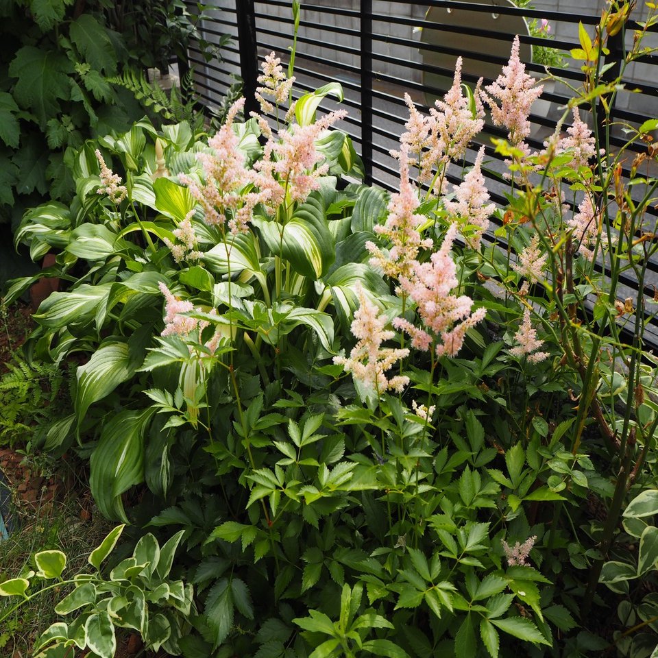 地味なのに愛される花 アスチルベ の名前の秘密に迫る らいむ Note