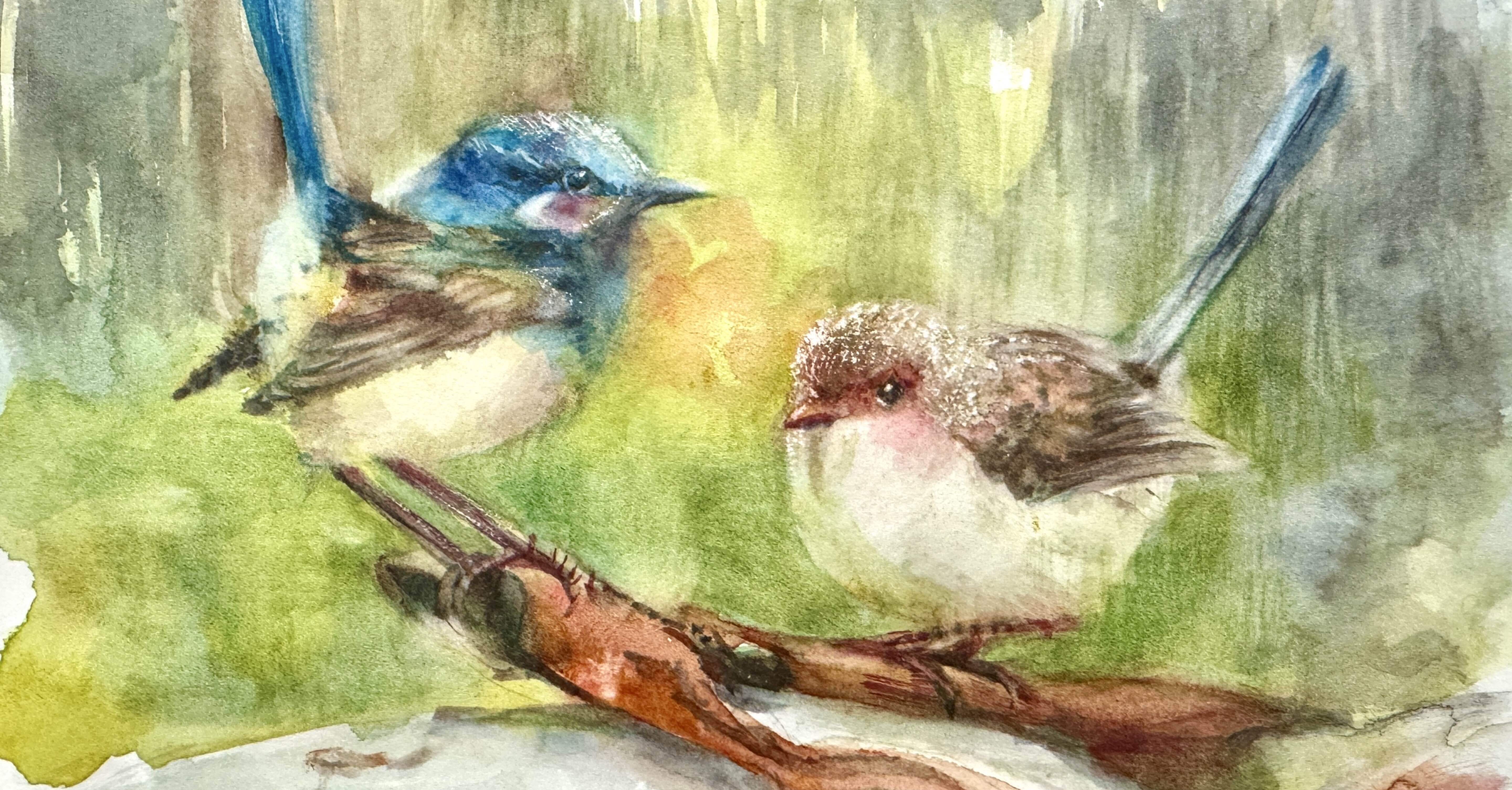 スーパーブ・フェアリーレン（Superb Fairywren）(#366)｜Ako(@akolamble)