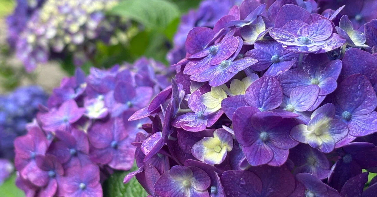 花言葉】紫陽花（Hydrangea）｜璃桜（りおう）＠日常の彩り