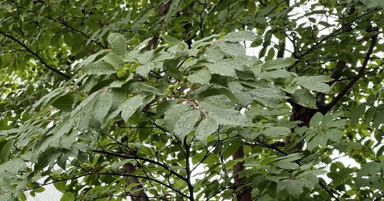 木は凋み葉は落ちて更に春を回す 緑を長じ花を生じて旧約新たなり 森也 