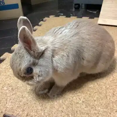 愉兎川唯々