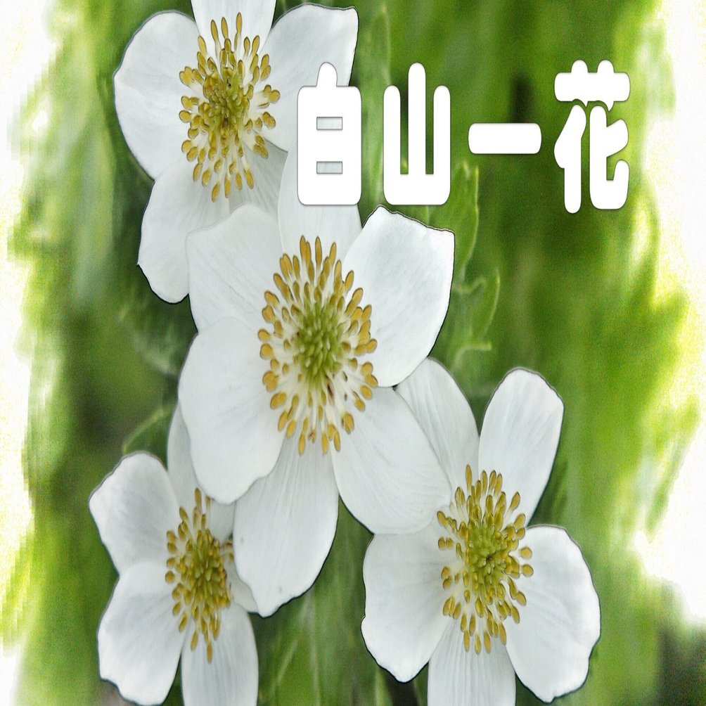 ハクサンイチゲ（高山植物・水彩画風）｜taka