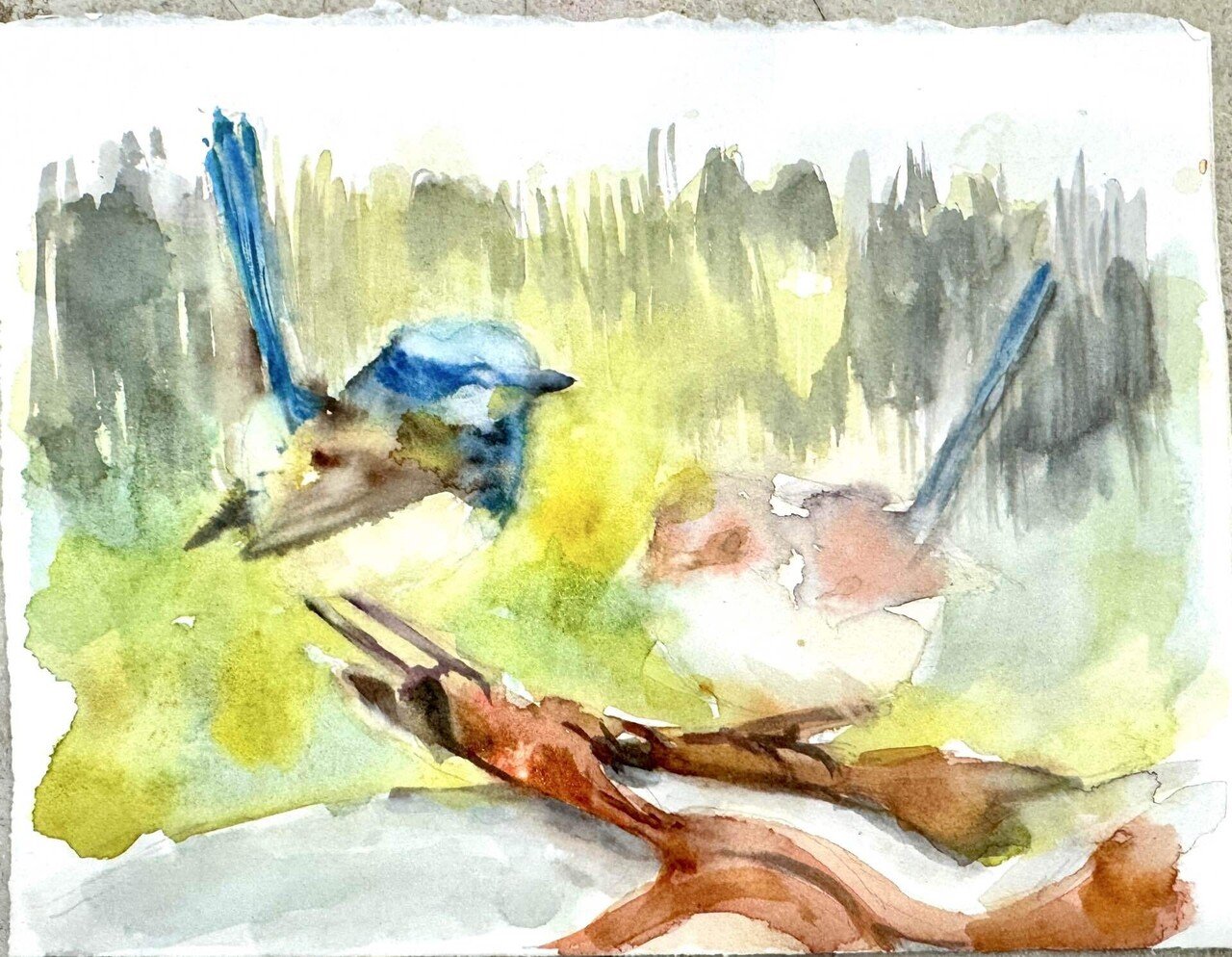 スーパーブ・フェアリーレン（Superb Fairywren）(#366)｜Ako(@akolamble)