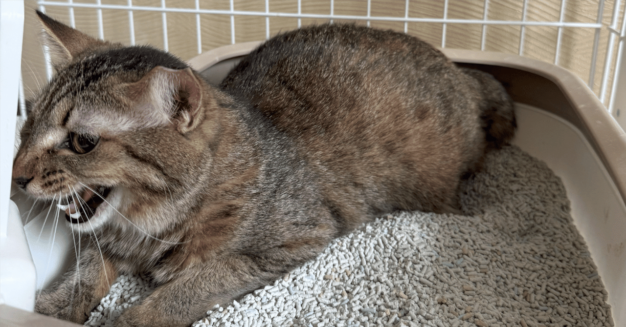 最恐猛猫がついに来襲！洗濯ネットでキャリーに入れる作戦へ【シスポの