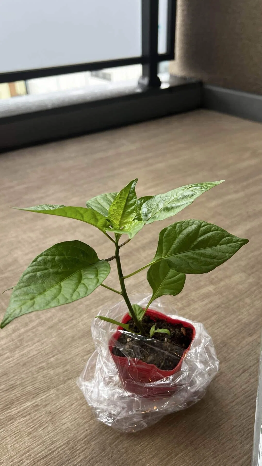 世界一辛い❗️キャロライナーリーパーの栽培にチャレンジ🌶️（準備編
