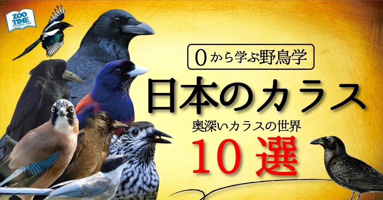 0から学ぶ野鳥学】日本で観察できるカラス10種を解説📖 動物教育家