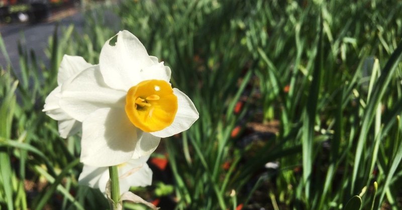 ヨルダン植物紹介9 フサザキスイセン Jocv Day218 Rami رامي Note