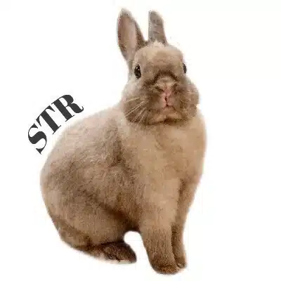 SAVE THE RABBITS diary