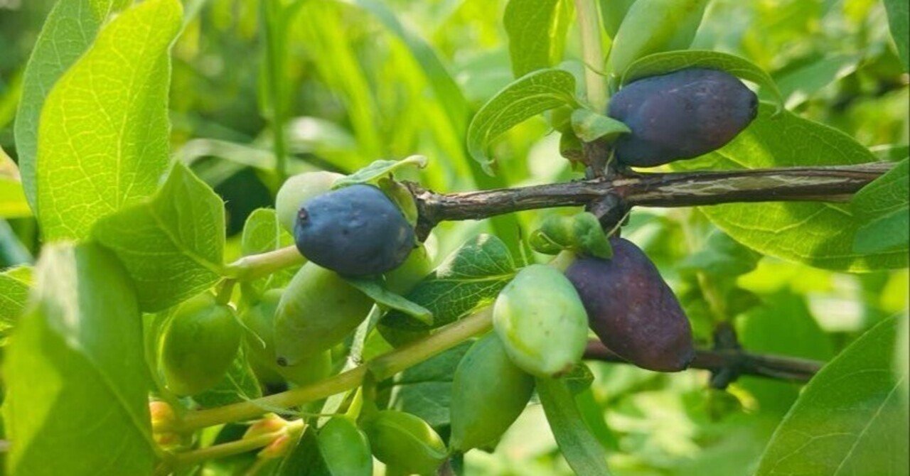 2025年・初夏】ハスカップの色づき・新商品発売・各種ハーブ類の収穫