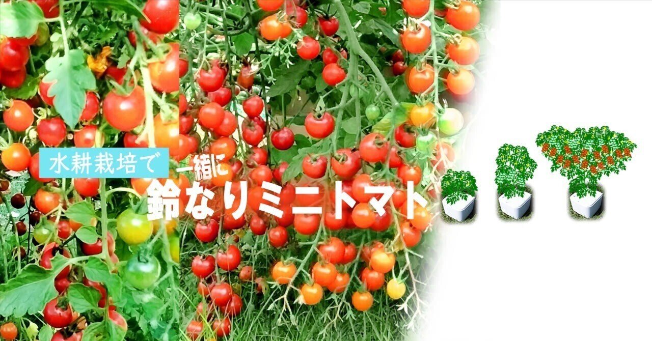 とまとん母さんの水耕栽培いろんなこと｜note
