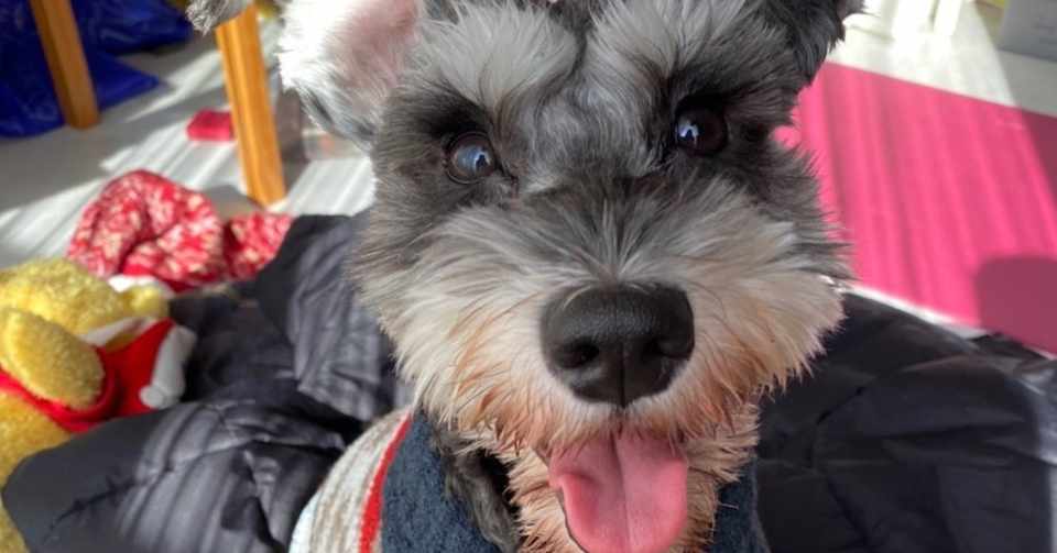 犬派と猫派について考察 関野太樹 Sekinotaiki Saasのインサイドセールスマン Note