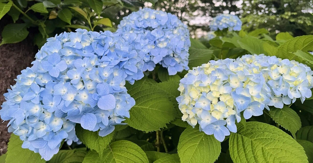 満開の紫陽花が「偶然」見れた日。｜こつぽんのひとりごと置き場。